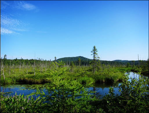 Adirondack Wetlands:  Pickerel Weed (lower left) blooming on Barnum Bog (22 July 2011)